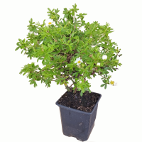 potentilla fondo blanco